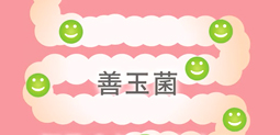 腸内の善玉菌